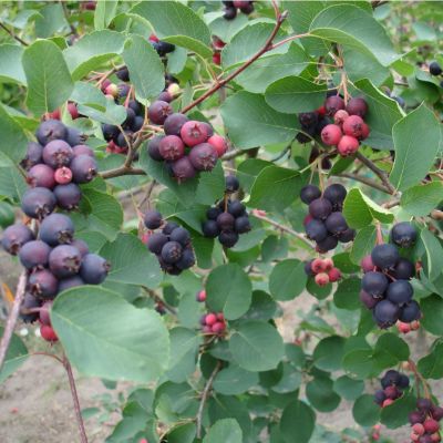 Ирга ольхолистная Мандан Ирга ольхолистная Мандан - Dolina-Sad.Ru