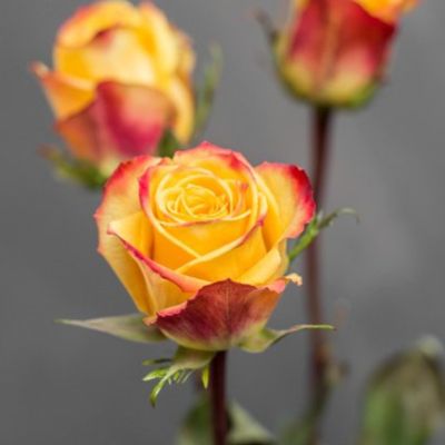 Роза Тутти-Фрутти Роза Тутти-Фрутти - Dolina-Sad.Ru