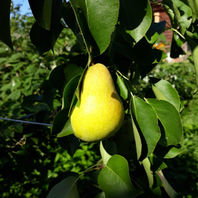 Клематис Чендж оф Харт Клематис Чендж оф Харт фото