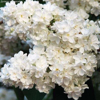 Сирень Защитникам Бреста - Dolina-Sad.Ru