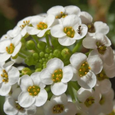 Алиссум Лимонад Алиссум Лимонад фото