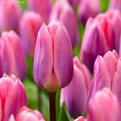 Тюльпан Лайт энд Дрими Тюльпан Лайт энд Дрими фото