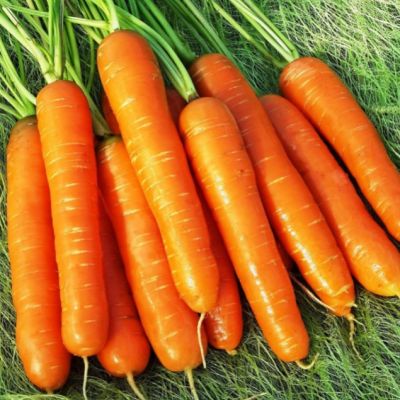 Морковь Самсон (лента) Морковь Самсон (лента) фото