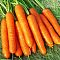 Морковь Самсон (лента) Морковь Самсон (лента) фото