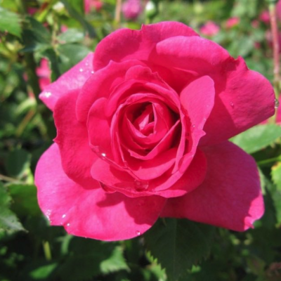 Роза Феликс Леклерк Роуз Роза Феликс Леклерк Роуз - Dolina-Sad.Ru