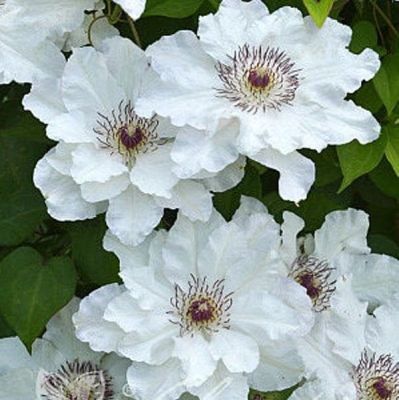 Клематис Мария Качинская Клематис Мария Качинская фото