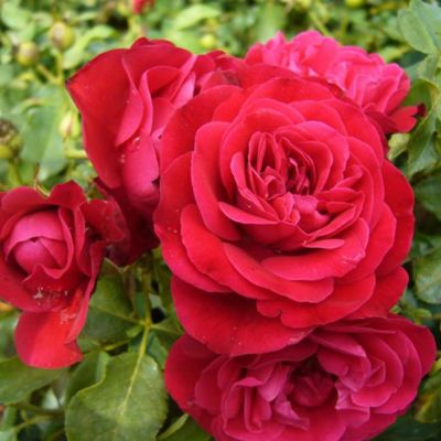 Роза Штамбовая Руж Мейлав Роза Штамбовая Руж Мейлав - Dolina-Sad.Ru