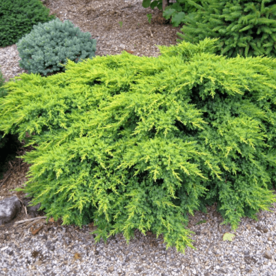 Можжевельник обыкновенный Репанда Можжевельник обыкновенный Репанда фото