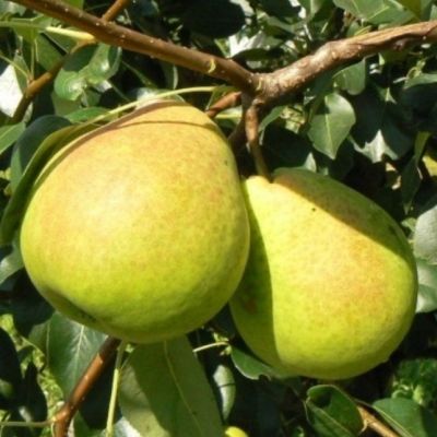 Груша Кудесница/Летняя Груша Кудесница/Летняя фото