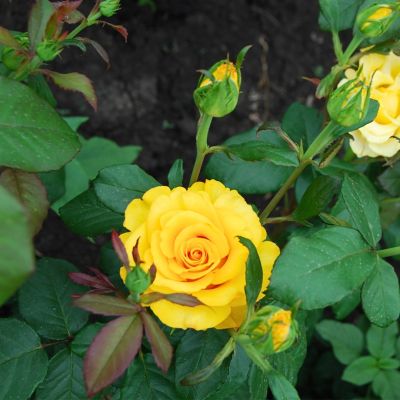 Роза Штамбовая Керио Роза Штамбовая Керио - Dolina-Sad.Ru