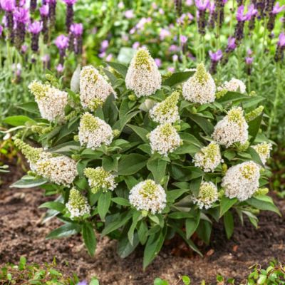 Буддлея Давида Литл Рокстар Уайт Буддлея Давида Литл Рокстар Уайт - Dolina-Sad.Ru