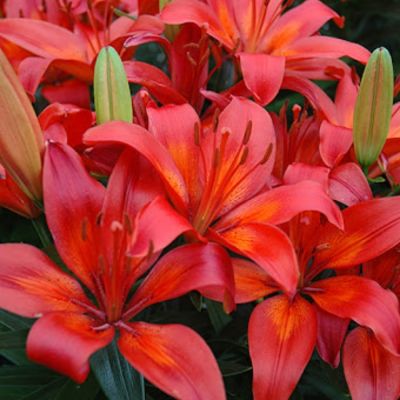 Лилия Матрикс Лайн Лилия Матрикс Лайн - Dolina-Sad.Ru