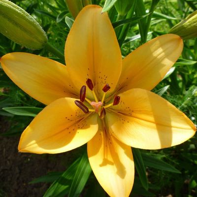 Лилия Салмон Классик (в горшке) Лилия Салмон Классик (в горшке) фото