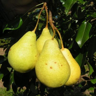 Груша Кудесница/Летняя Груша Кудесница/Летняя фото