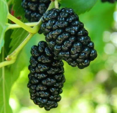 Шелковица черная Жемчужина Шелковица черная Жемчужина фото