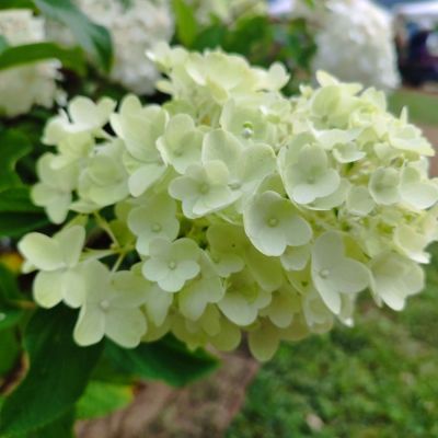 Гортензия метельчатая Сильвер Доллар, С3 - Dolina-Sad.Ru