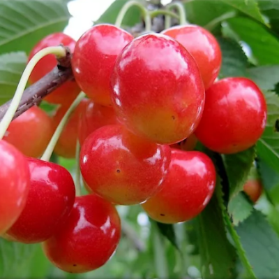 Черешня Брянская Розовая Черешня Брянская Розовая фото