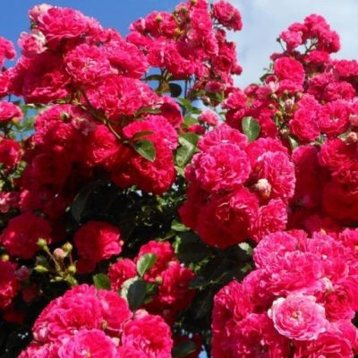 Роза Эксцельза Роза Эксцельза - Dolina-Sad.Ru