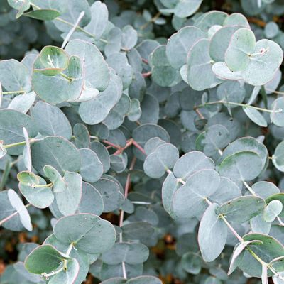 Эвкалипт гуна каджер Эвкалипт гуна каджер - Dolina-Sad.Ru