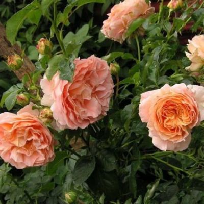 Роза Полька Роза Полька - Dolina-Sad.Ru