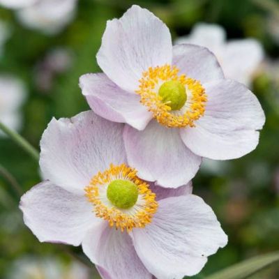 Анемона гибридная Ричард Аренс - Dolina-Sad.Ru