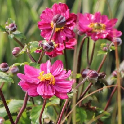 Анемона Брессингам Глоу Анемона Брессингам Глоу - Dolina-Sad.Ru