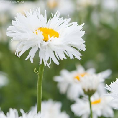 Нивяник крупный Сноудрифт - Dolina-Sad.Ru