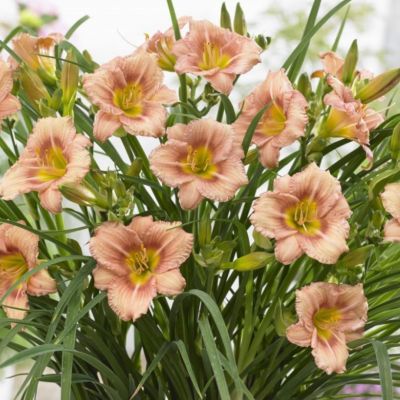 Лилейник Эври Дэйлили Бронз Лилейник Эври Дэйлили Бронз - Dolina-Sad.Ru