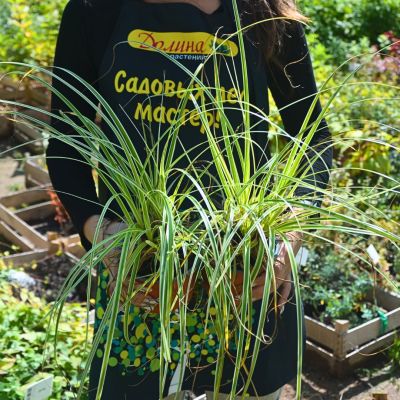 Осока Физер Фоллс Осока Физер Фоллс - Dolina-Sad.Ru