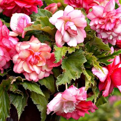 Бегония Пинк Бэлкони Бегония Пинк Бэлкони - Dolina-Sad.Ru