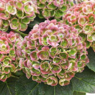 Гортензия крупнолистная Аметист - Dolina-Sad.Ru