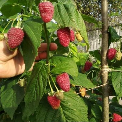 Малиновое Дерево Канадское фото