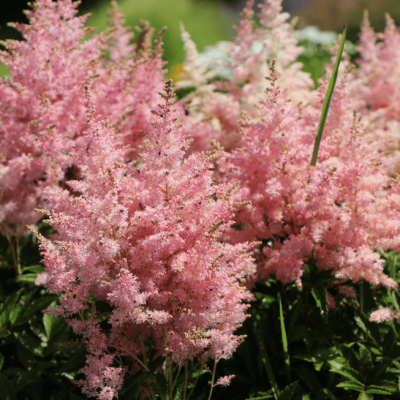 Астильба простолистная Хенни Графланд Астильба простолистная Хенни Графланд фото