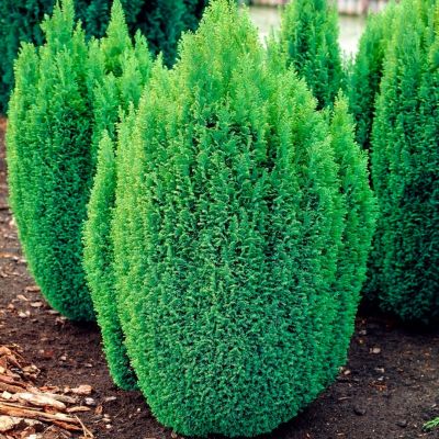 Кипарисовик Лавсона Эллвудс Голд Кипарисовик Лавсона Эллвудс Голд - Dolina-Sad.Ru