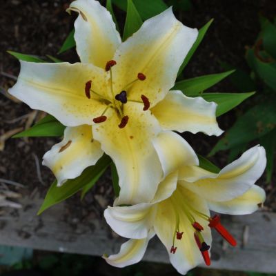 Лилия Конка д’Ор Лилия Конка д’Ор - Dolina-Sad.Ru