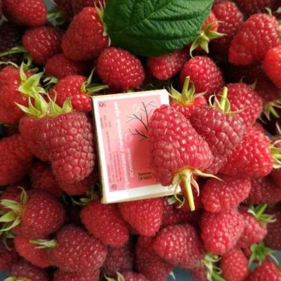 Набор малиновых деревьев - 2 шт. Набор малиновых деревьев - 2 шт. фото