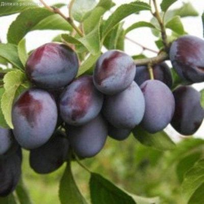 Слива Чернослив Слива Чернослив фото