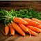 Морковь Нантская 4 Морковь Нантская 4 фото