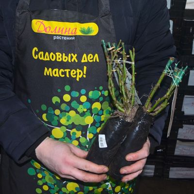 Роза Христофор Колумб Роза Христофор Колумб фото