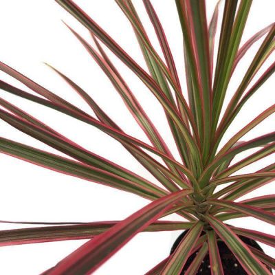 Драцена Колорама фото