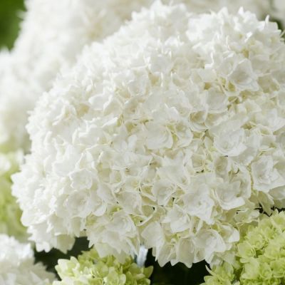 Гортензия крупнолистная Диппо Фредо Гортензия крупнолистная Диппо Фредо - Dolina-Sad.Ru