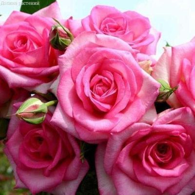 Роза Беверли Роза Беверли фото