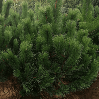 Сосна черная, С3 - Dolina-Sad.Ru