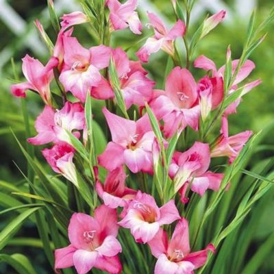 Гладиолус Чарминг Бьюти Гладиолус Чарминг Бьюти - Dolina-Sad.Ru