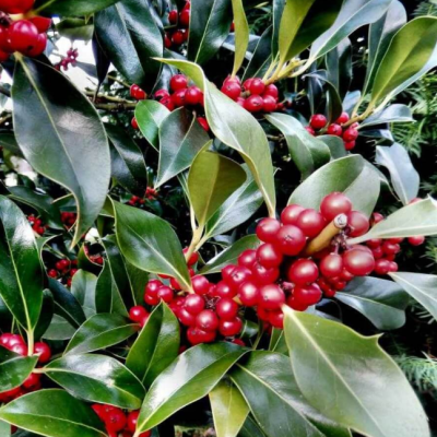 Лавровишня обыкновенная Этна Лавровишня обыкновенная Этна фото