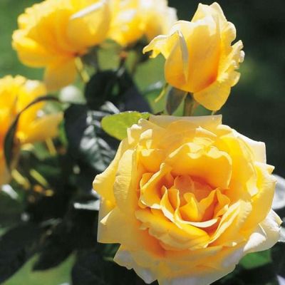 Роза Миккеланжело Роза Миккеланжело фото