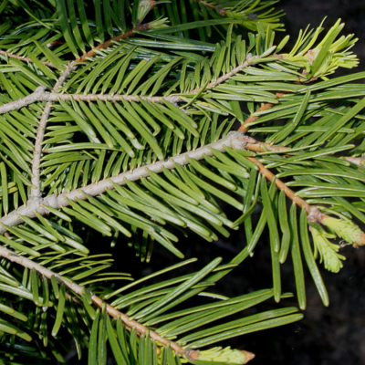 Пихта великая - Dolina-Sad.Ru