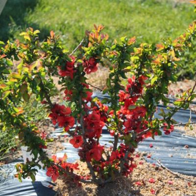 Айва японская Ред Кимоно Айва японская Ред Кимоно - Dolina-Sad.Ru