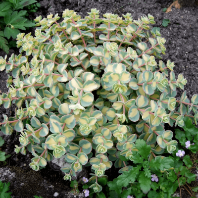 Седум Зибольда Вариегатум фото