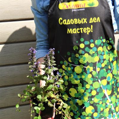 Живучка ползучая "Катлинс Джайянт" Живучка ползучая "Катлинс Джайянт" фото